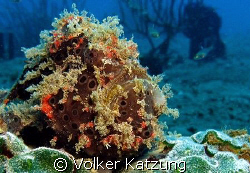 Frogfish by Volker Katzung 